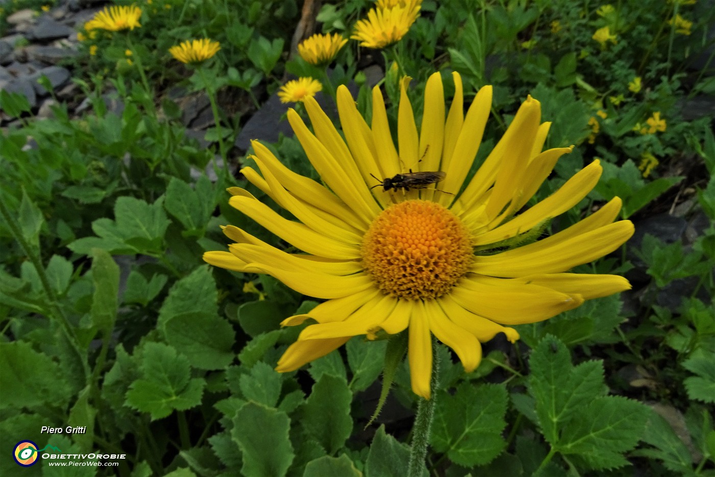 77 Doronico del granito (Doronicum Clusii) con ospite.JPG